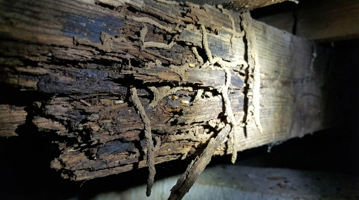 シロアリ被害